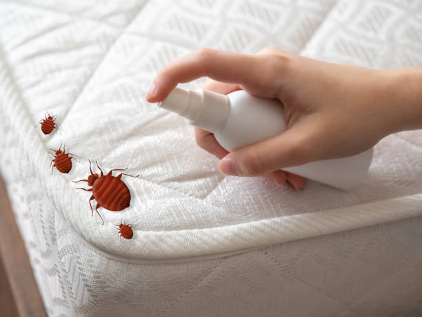 Best Wasp Removal Services  in St Peter, WI
