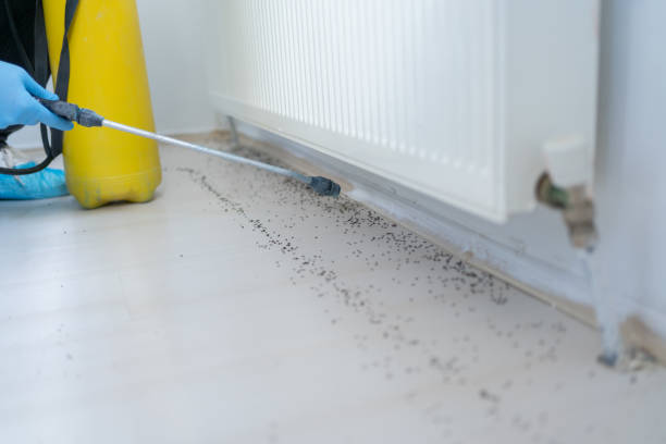Best Termite Control Services  in St Peter, WI