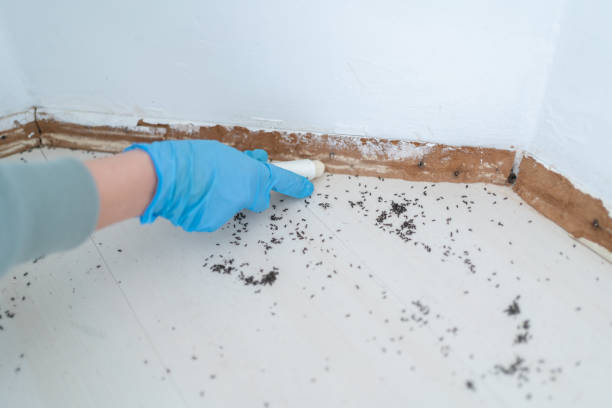 Best Mosquito Control Services  in St Peter, WI